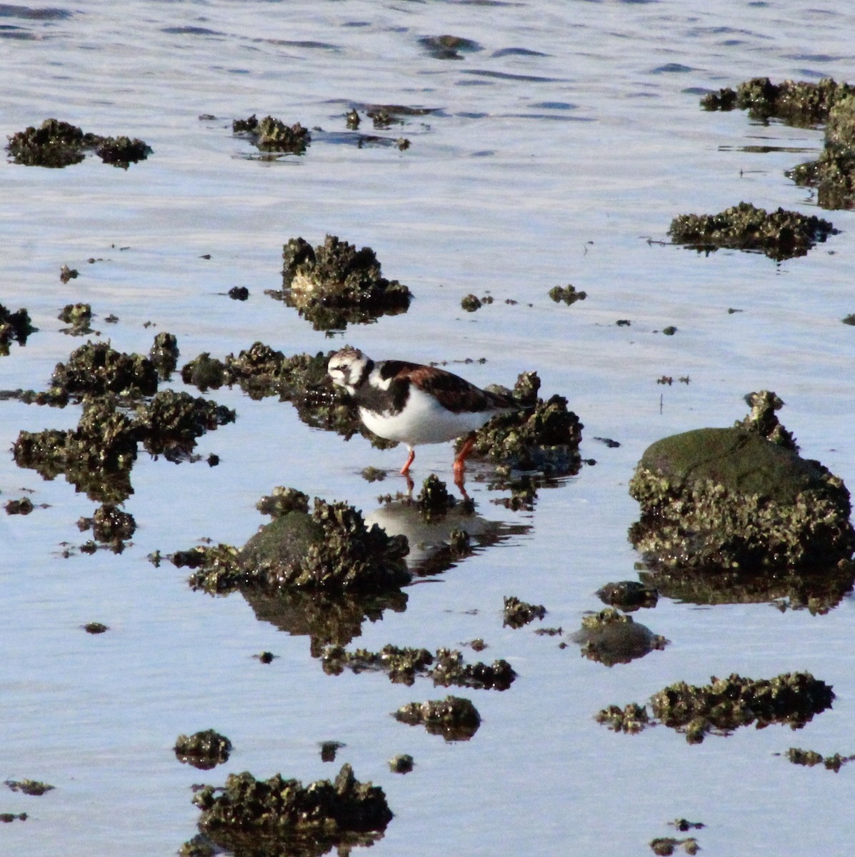 Алаг хайргач - ML449136871