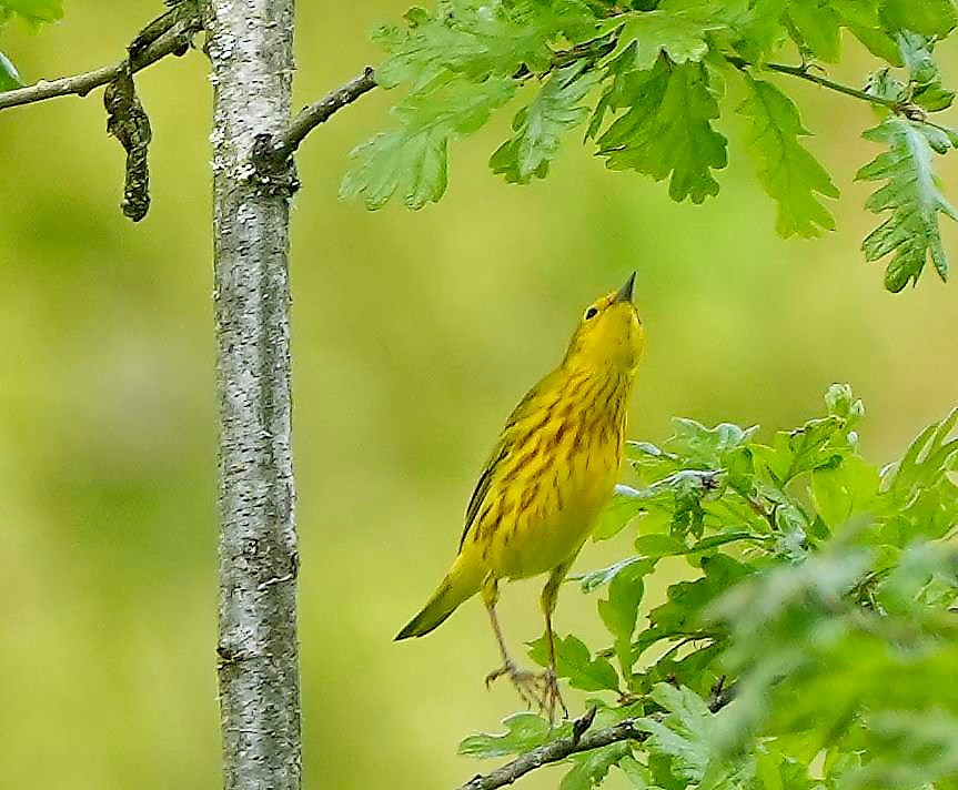 Paruline jaune - ML449138461