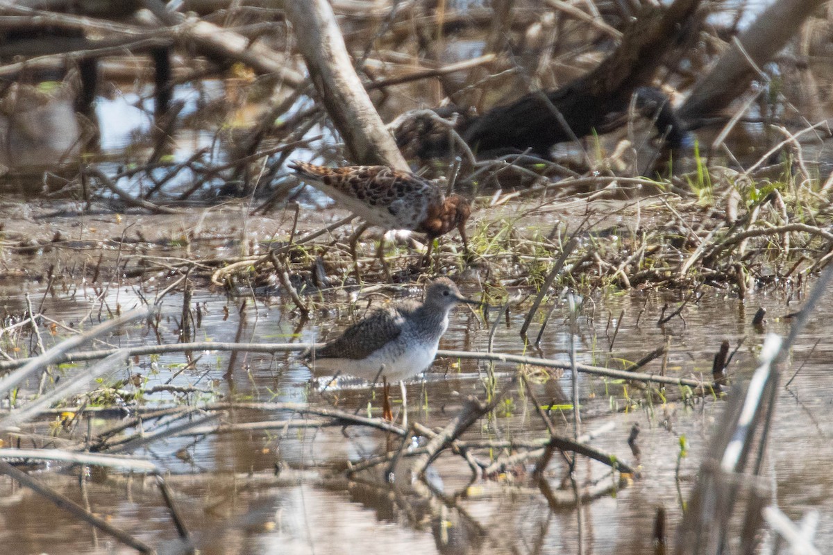 Kampfläufer - ML449138861