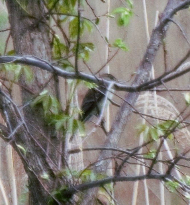 Eastern Phoebe - ML449140141