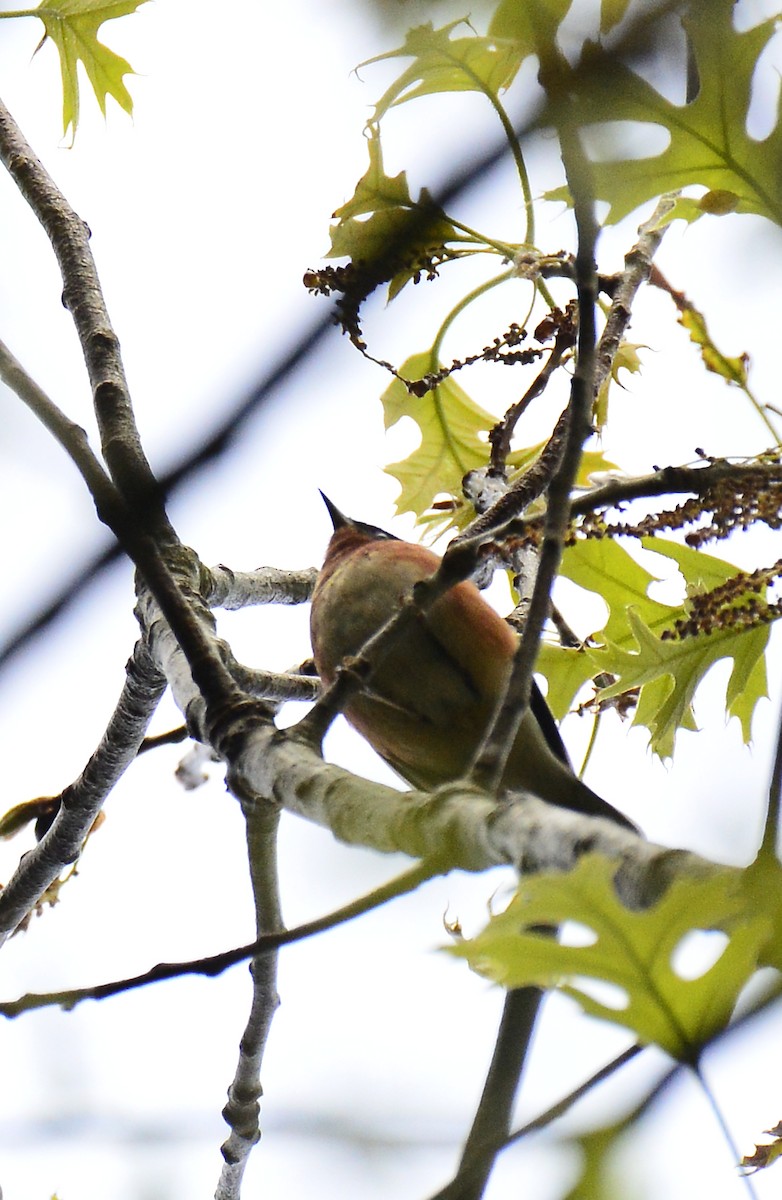 Bay-breasted Warbler - ML449142081