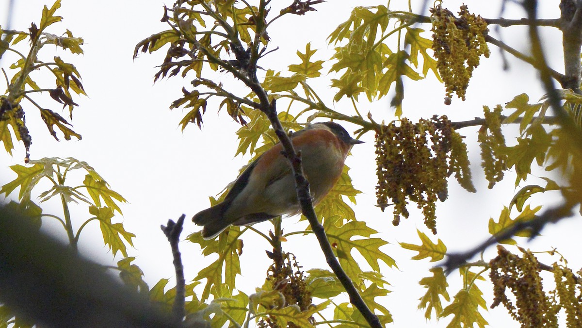 Bay-breasted Warbler - ML449142891