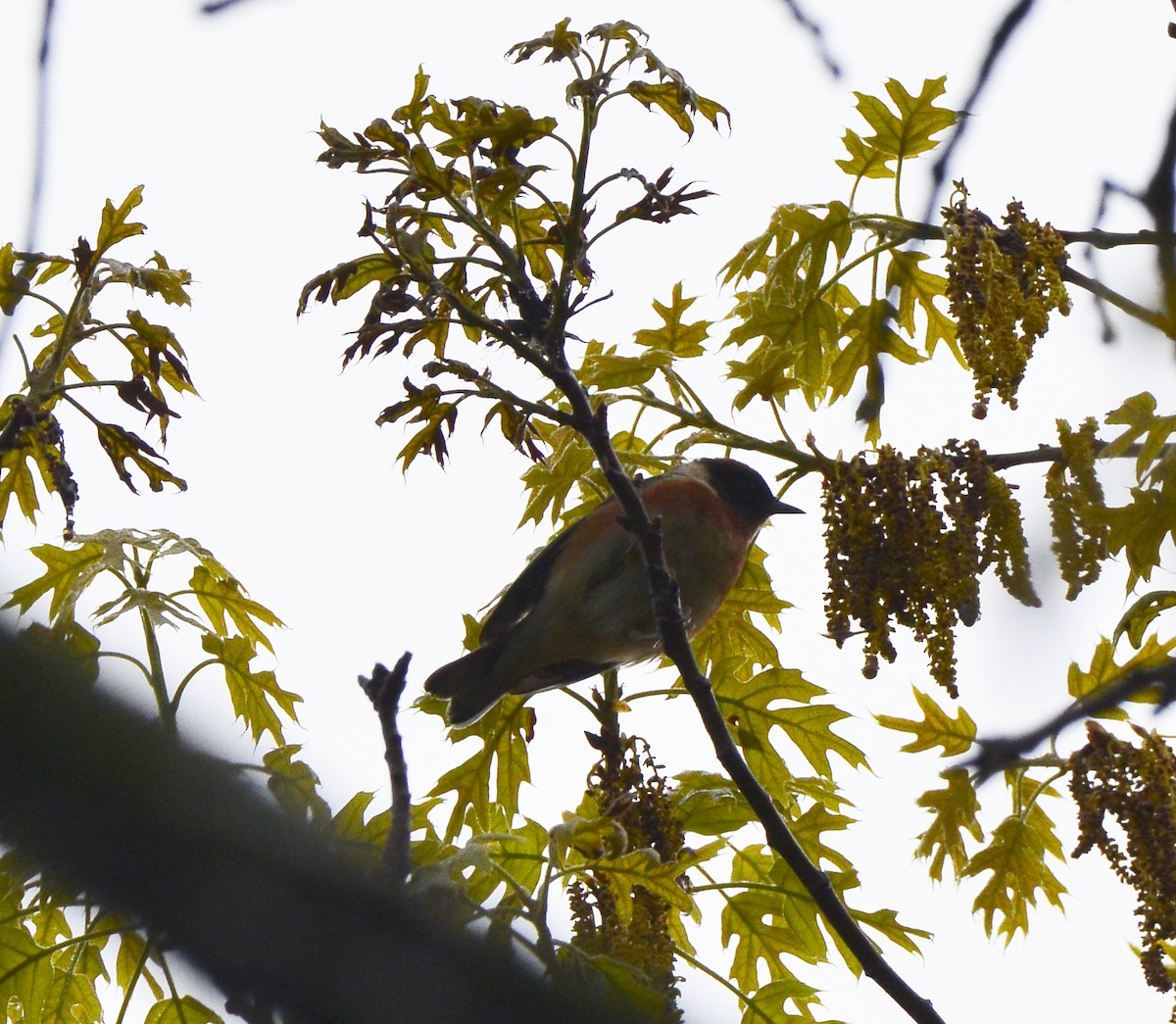 Bay-breasted Warbler - ML449142921