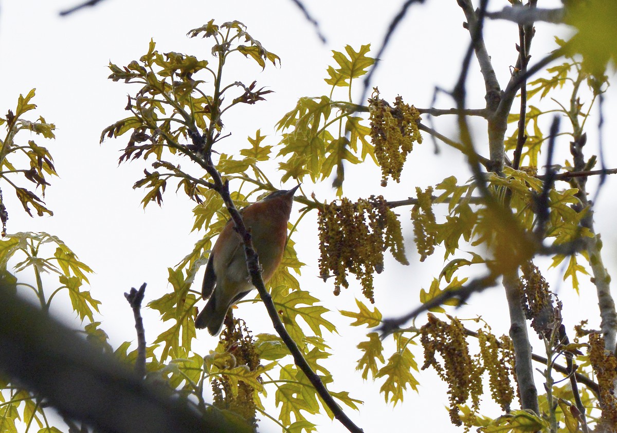 Bay-breasted Warbler - ML449142961
