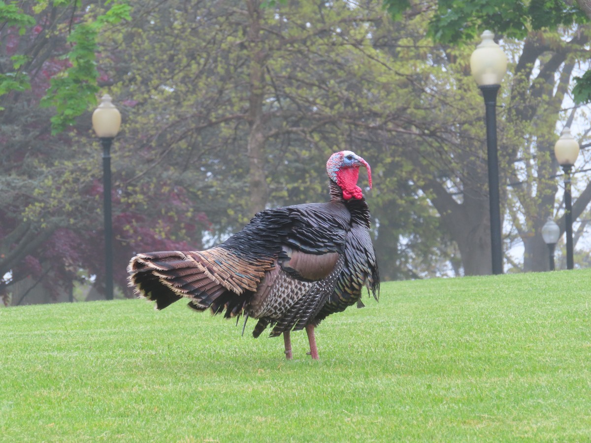 Wild Turkey - ML449144331