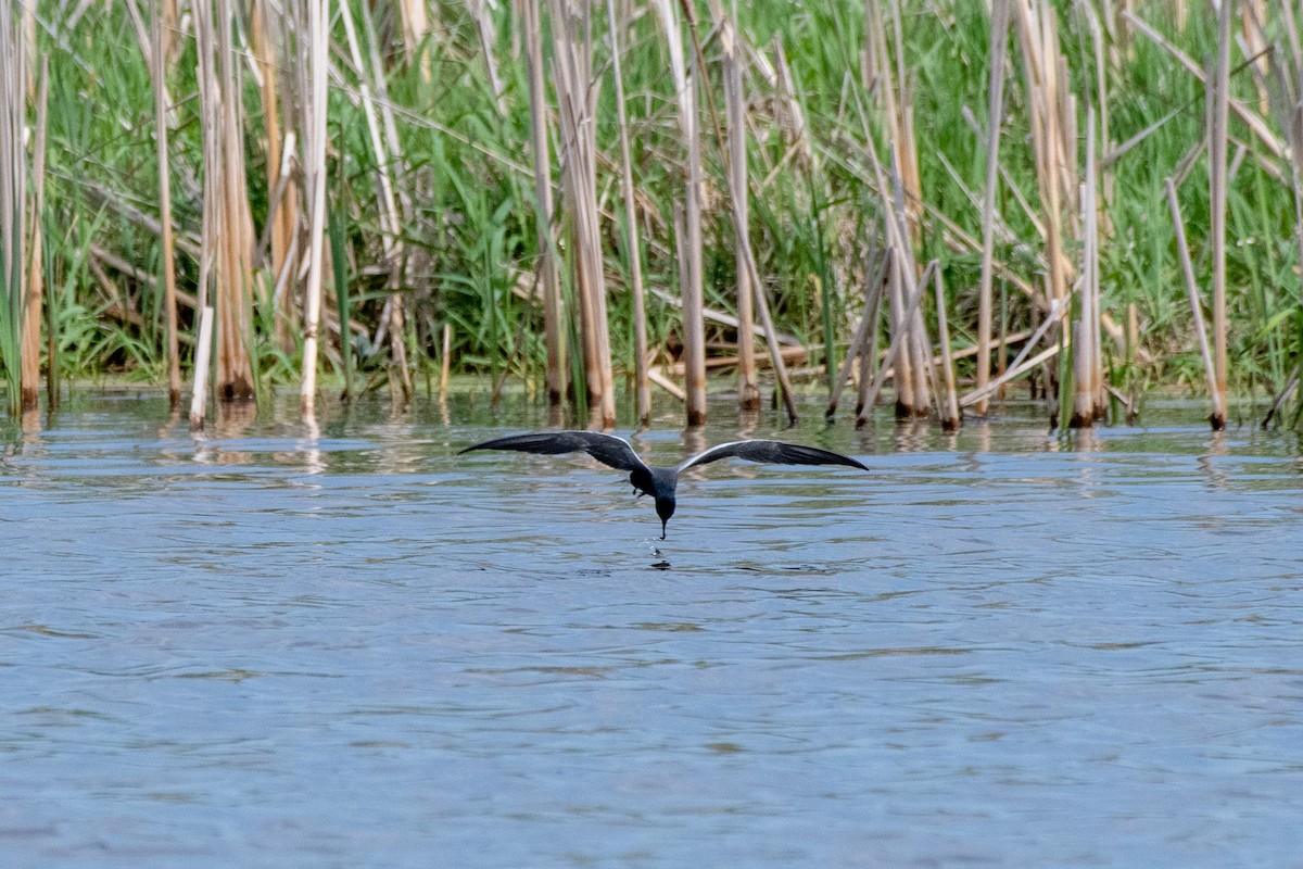 Black Tern - ML449145661