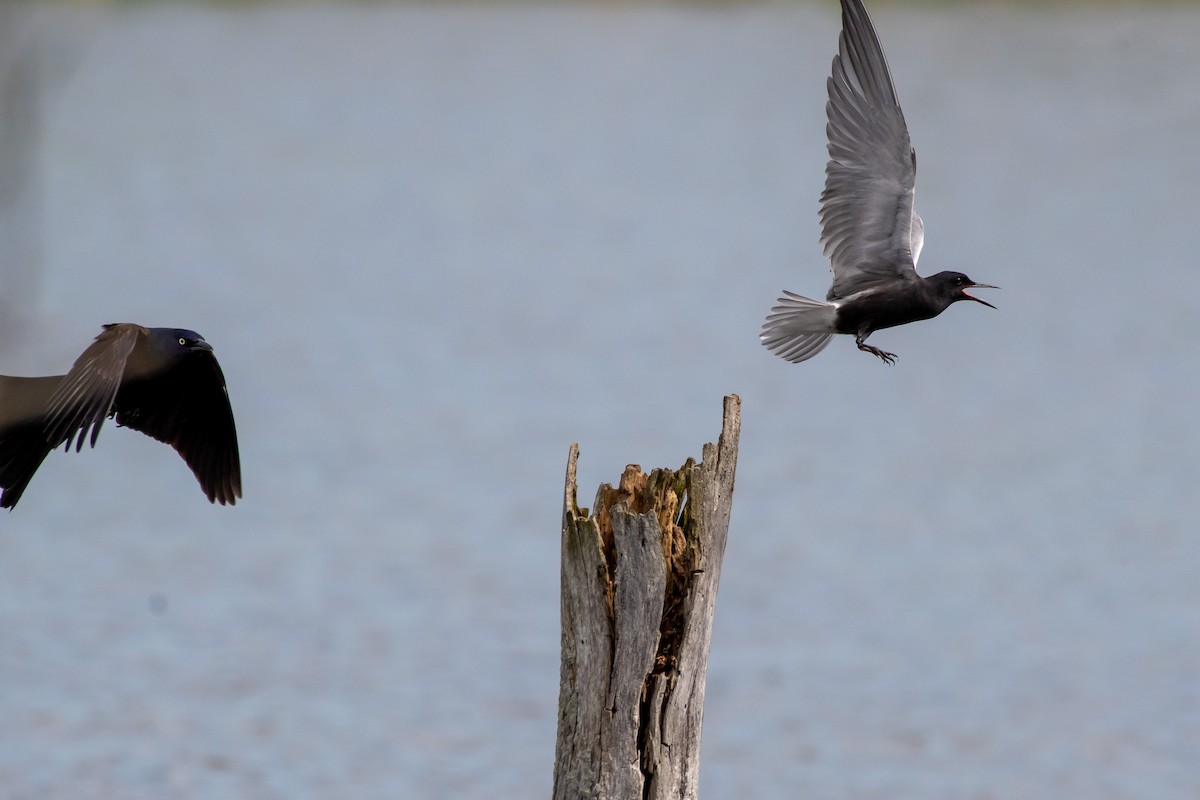 Black Tern - ML449145811