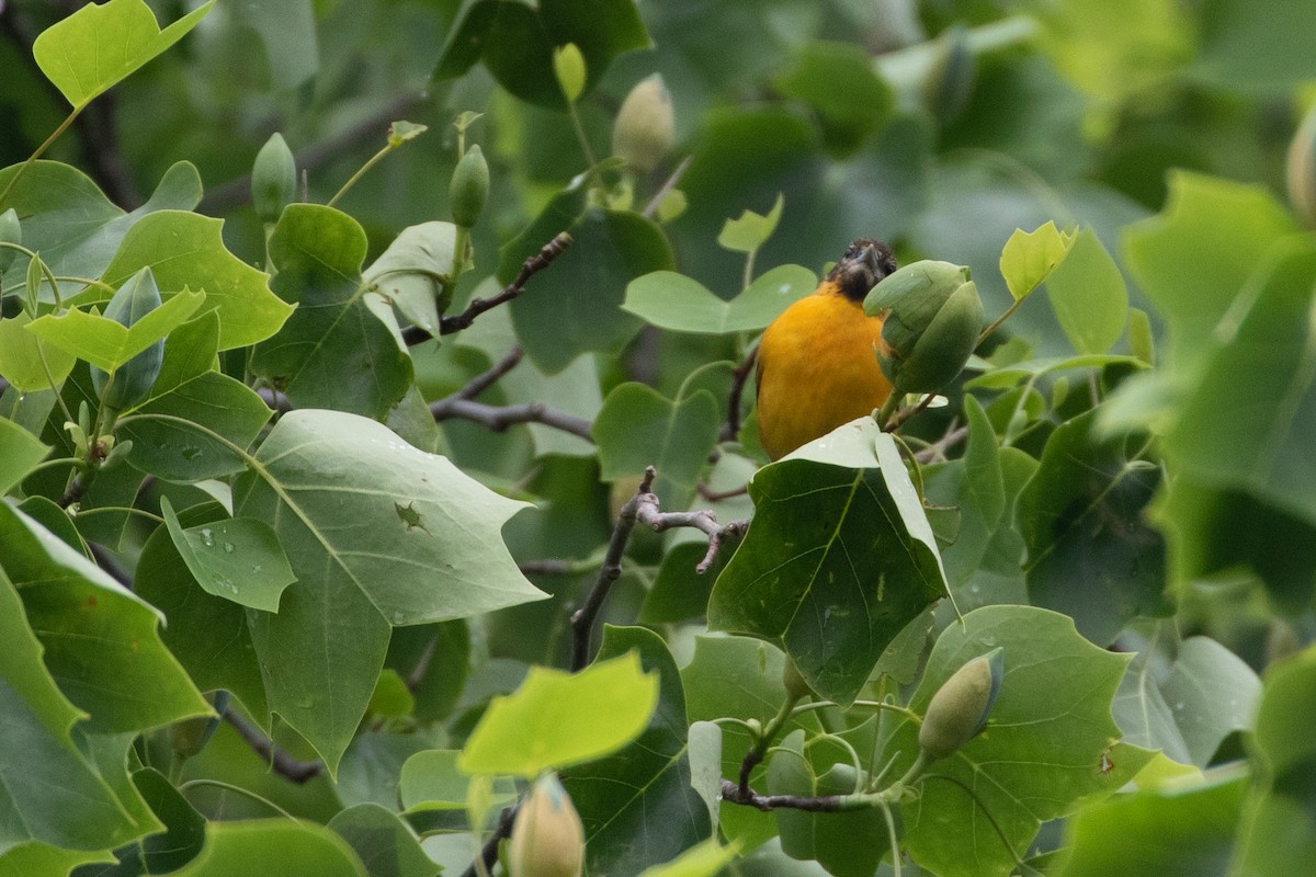 Baltimore Oriole - ML449149291