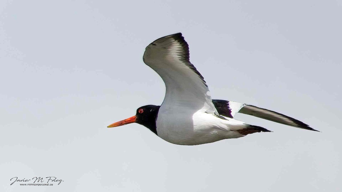 Eurasian Oystercatcher - ML449150831