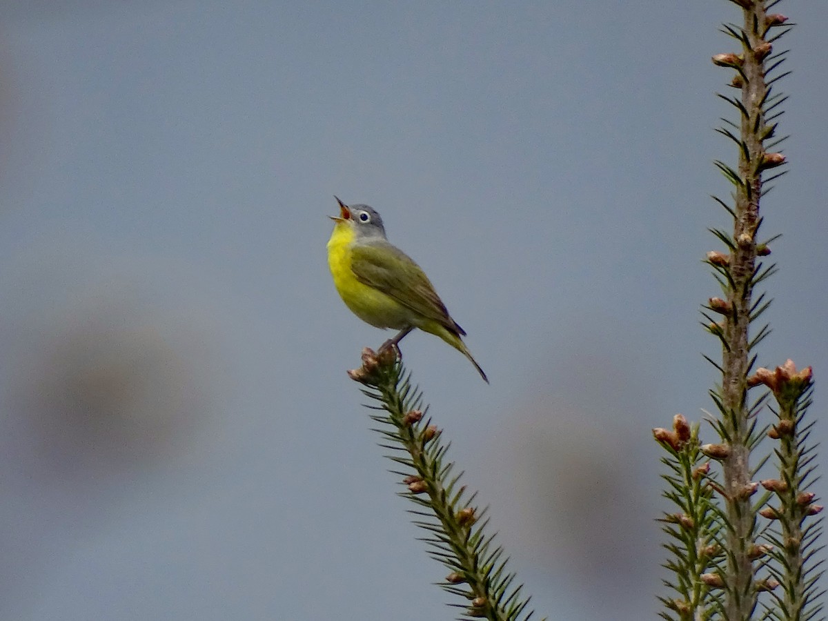 Nashville Warbler - ML449151241
