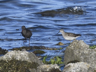 Spotted Redshank - ML449153541