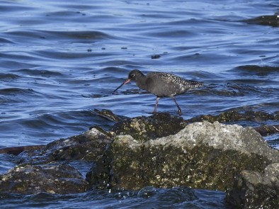 Spotted Redshank - ML449153551