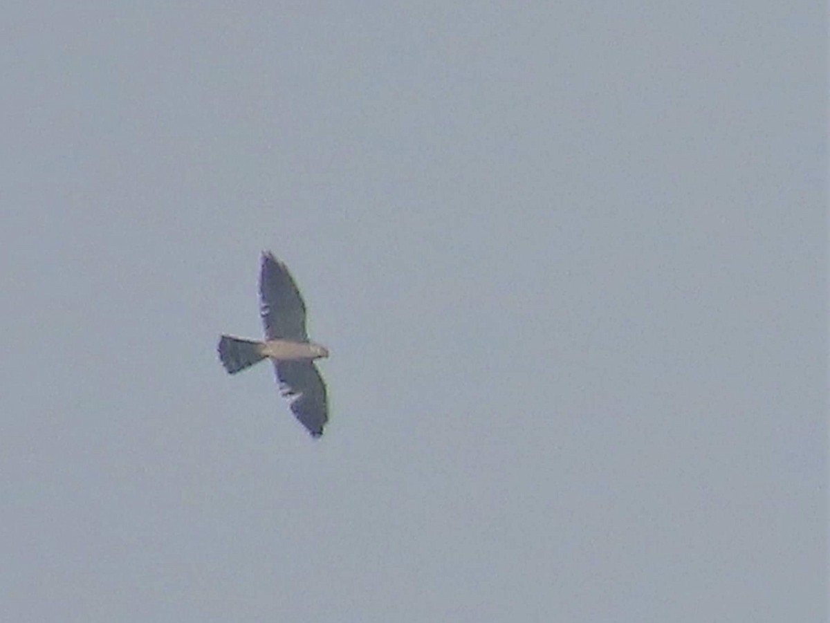 Mississippi Kite - ML449154081