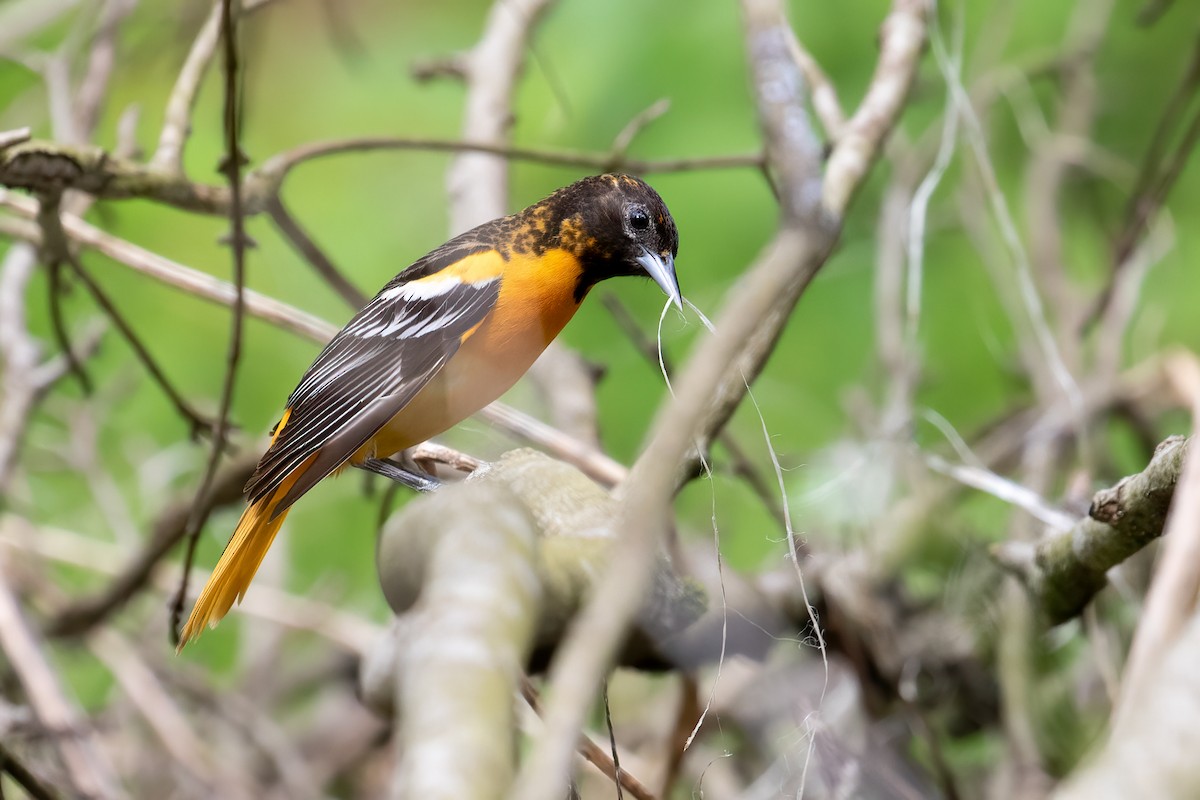 Baltimore Oriole - ML449154601