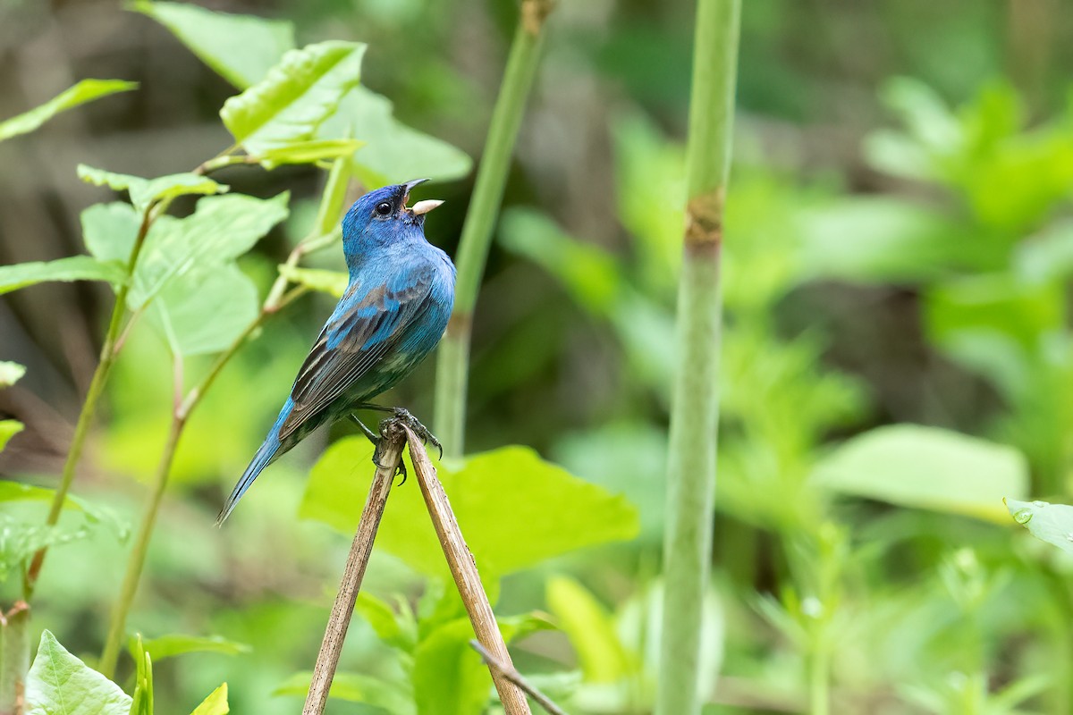 Indigo Bunting - ML449154991