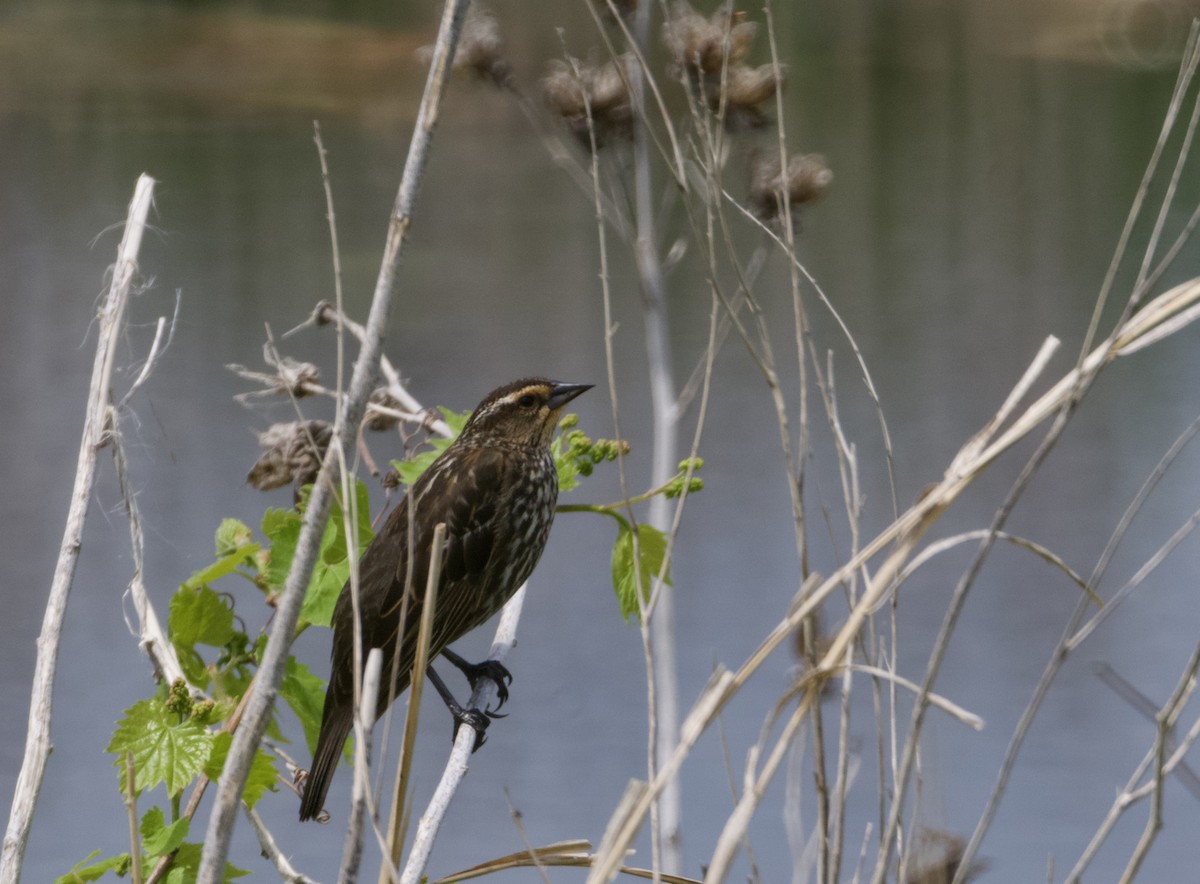 Red-winged Blackbird - Bryan Brown