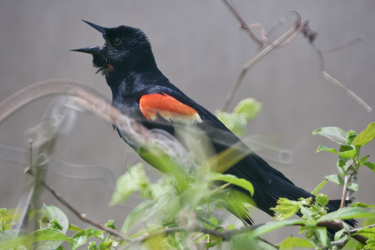 Red-winged Blackbird - Bryan Brown