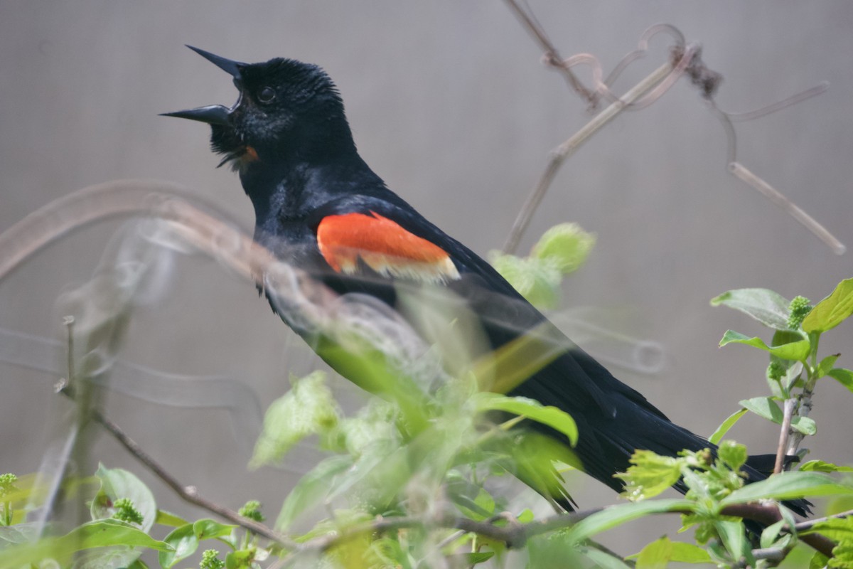 Red-winged Blackbird - ML449156661