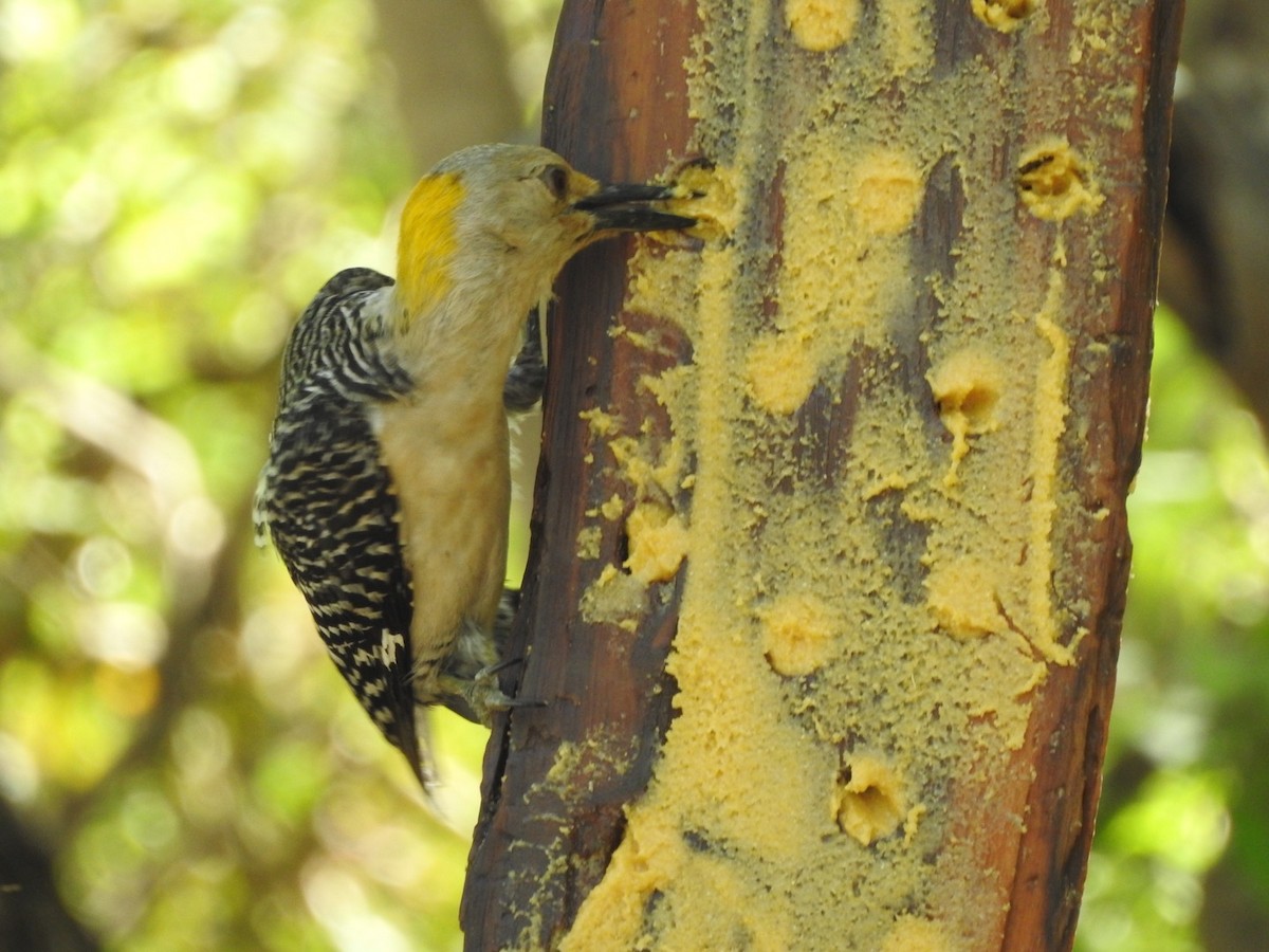 Golden-fronted Woodpecker - ML449157971