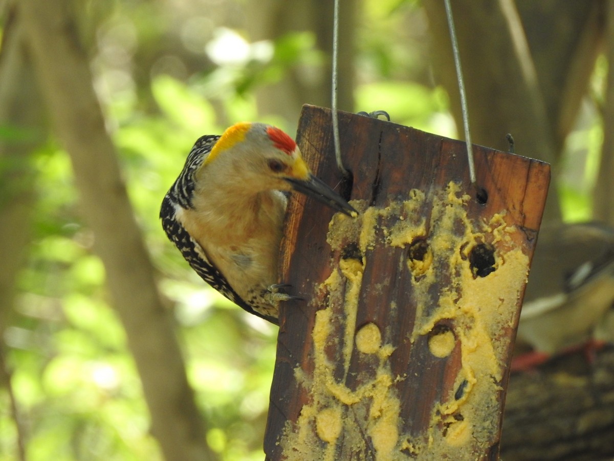 Golden-fronted Woodpecker - ML449157981