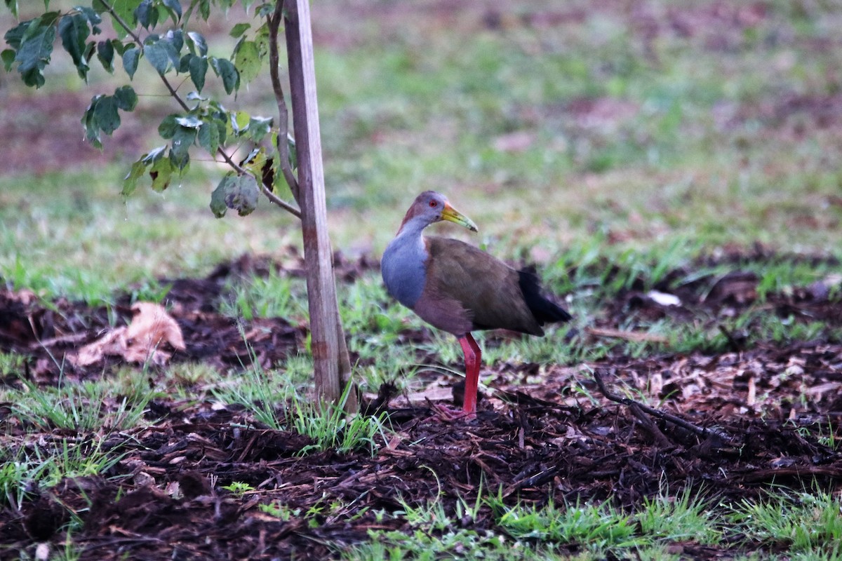 Giant Wood-Rail - ML449158081