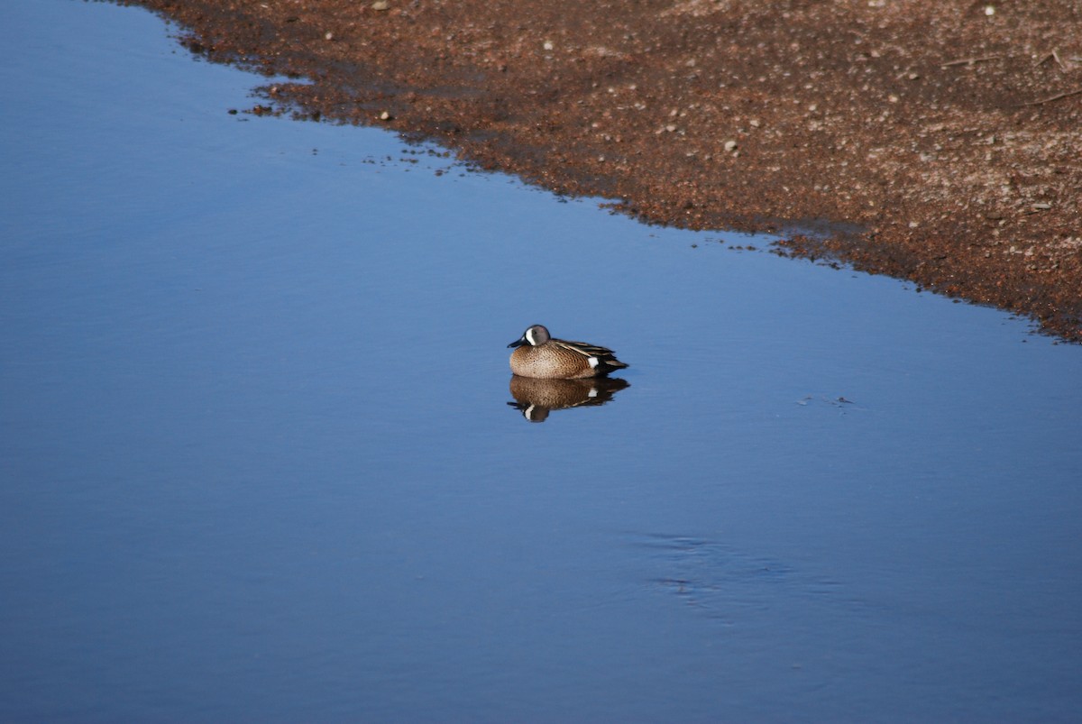 Blue-winged Teal - ML449160851
