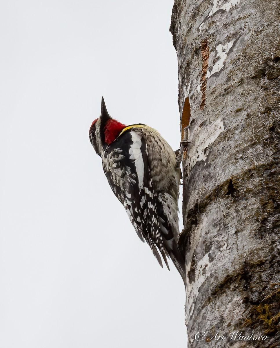 Yellow-bellied Sapsucker - ML449161991