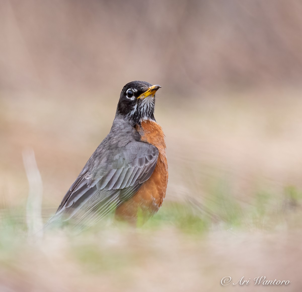 American Robin - ML449162081