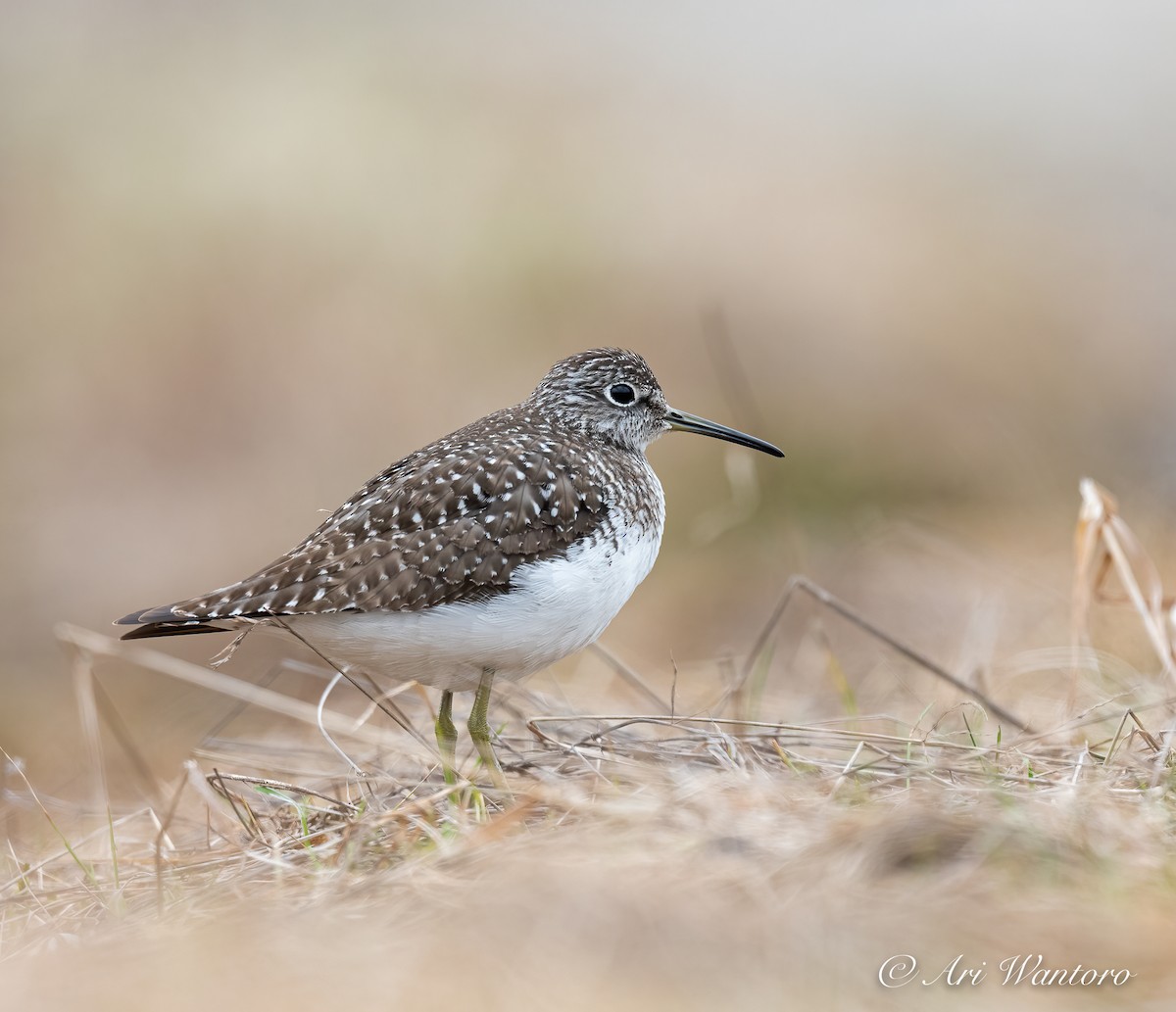 Solitary Sandpiper - ML449162571