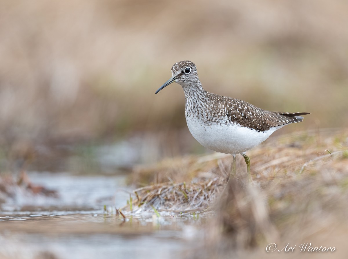 Solitary Sandpiper - Ari Wantoro