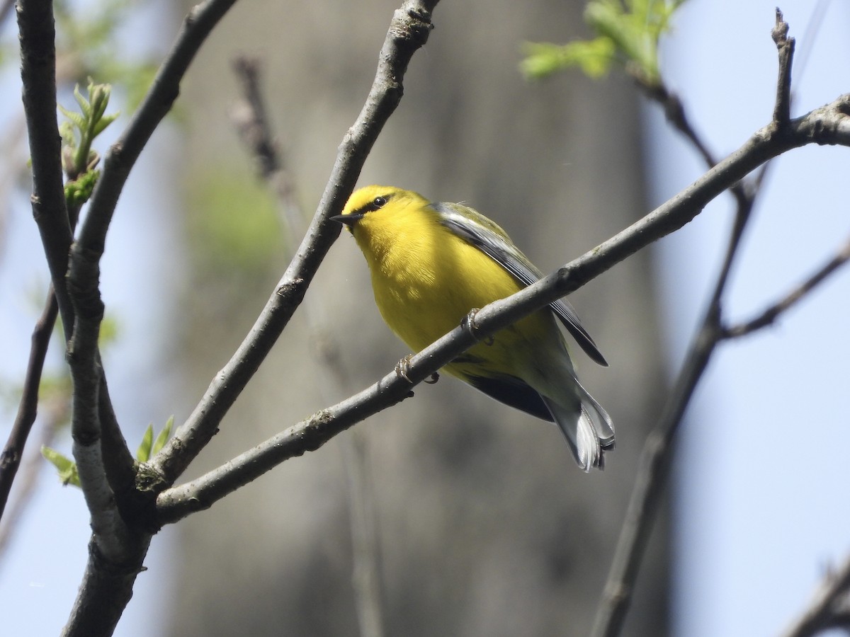 Blue-winged Warbler - ML449164521