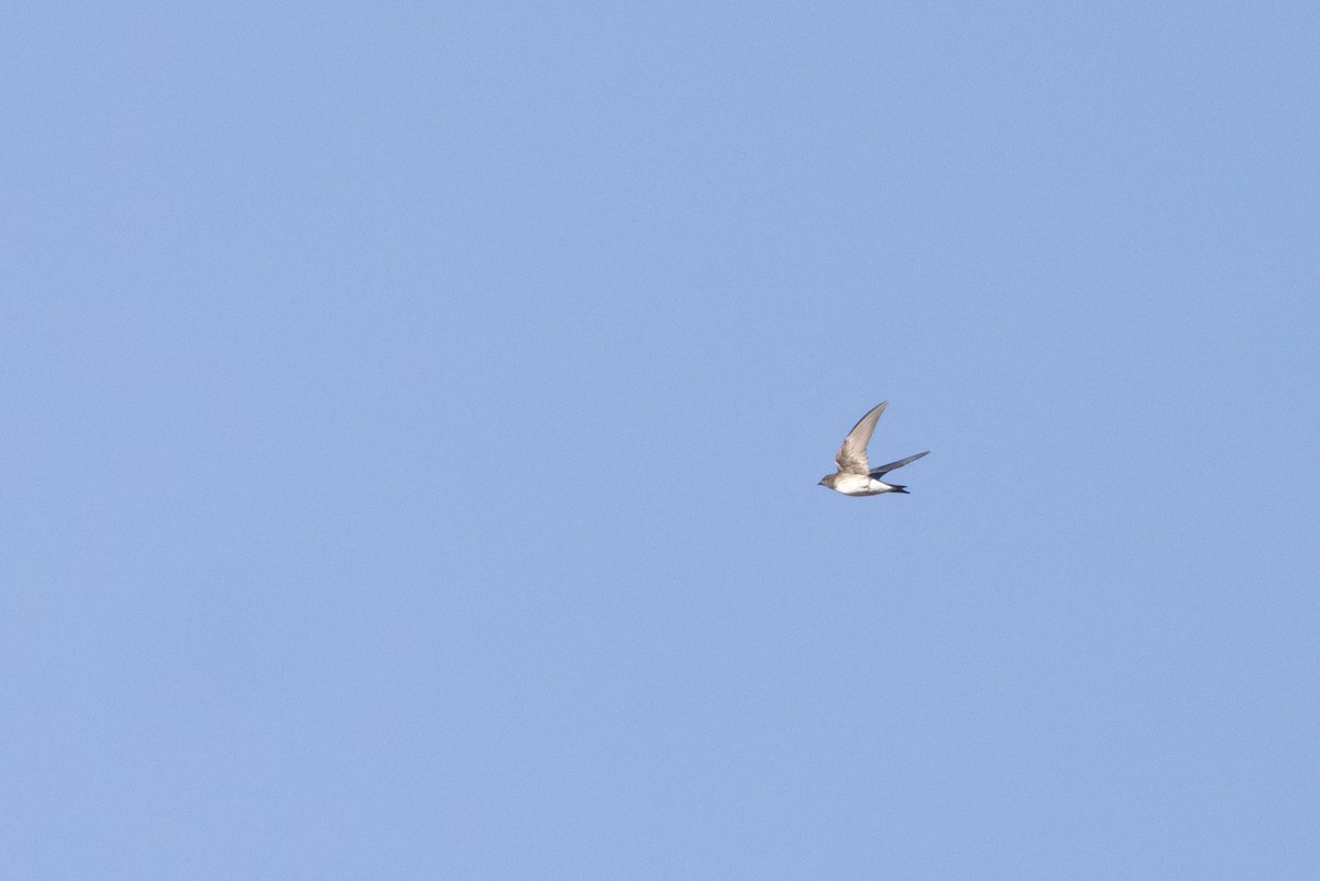 Gray-breasted Martin - Tom Johnson