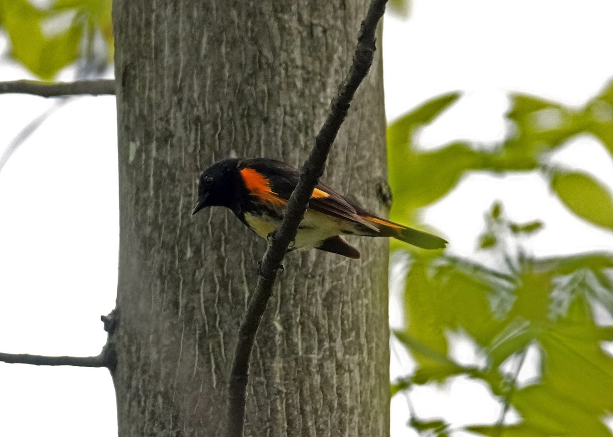 American Redstart - ML449164781