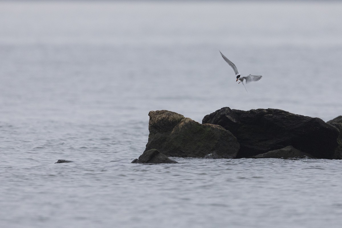 Forster's Tern - Michael Stubblefield