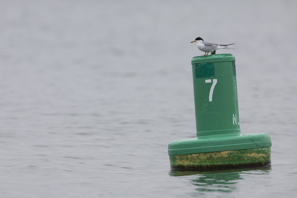 Forster's Tern - Michael Stubblefield