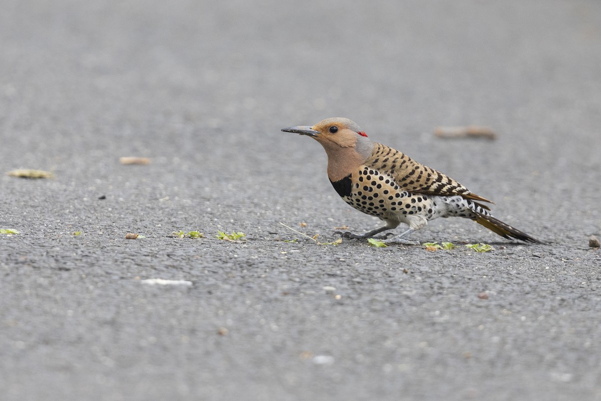 Northern Flicker (Yellow-shafted) - Michael Stubblefield