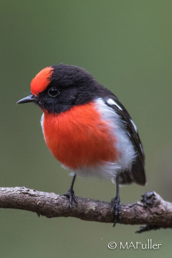 Red-capped Robin - ML449166881