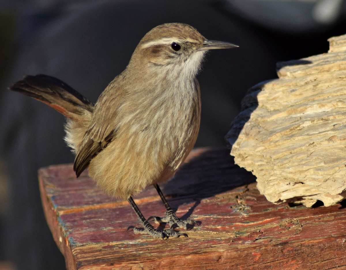 Band-tailed Earthcreeper - Hector Gustavo Inchaurraga