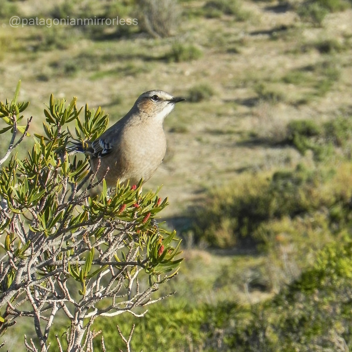 Patagonian Mockingbird - Hector Gustavo Inchaurraga