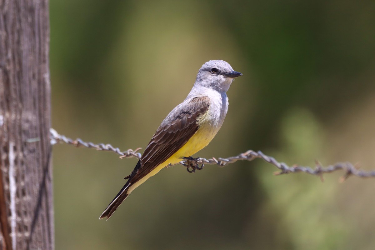 Western Kingbird - ML449169081