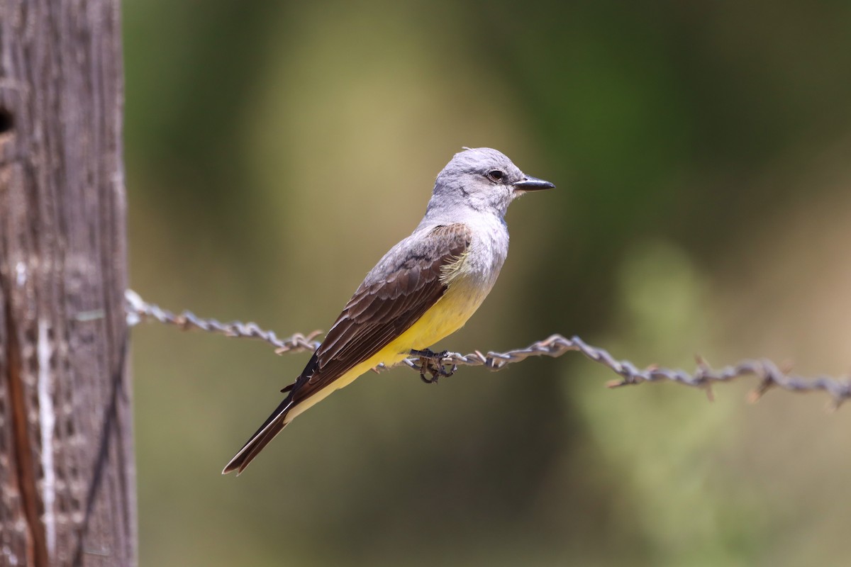 Western Kingbird - ML449169191