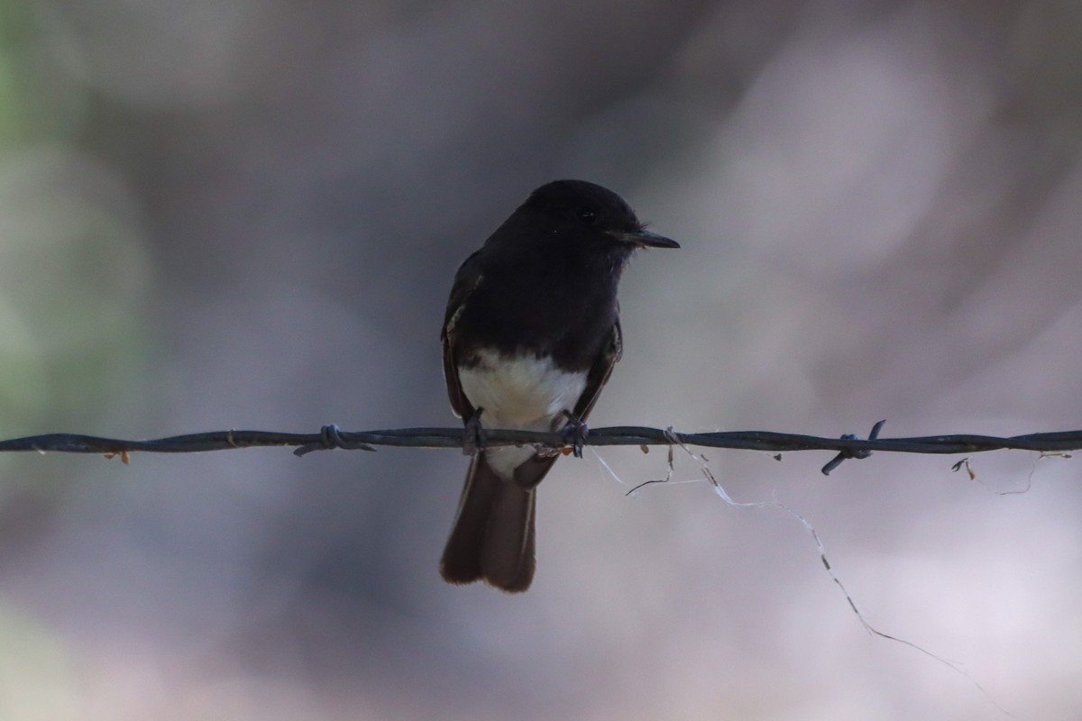 Black Phoebe - Madeline Wainscott