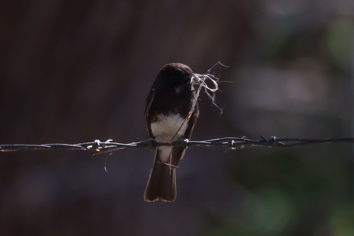 Black Phoebe - Madeline Wainscott