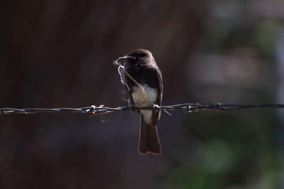 Black Phoebe - Madeline Wainscott