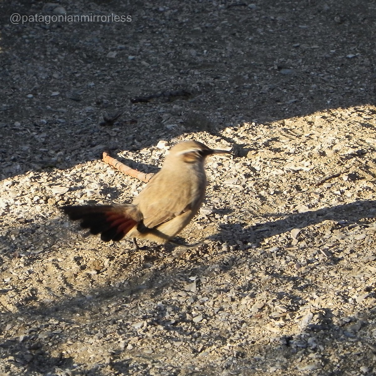 Band-tailed Earthcreeper - ML449169431