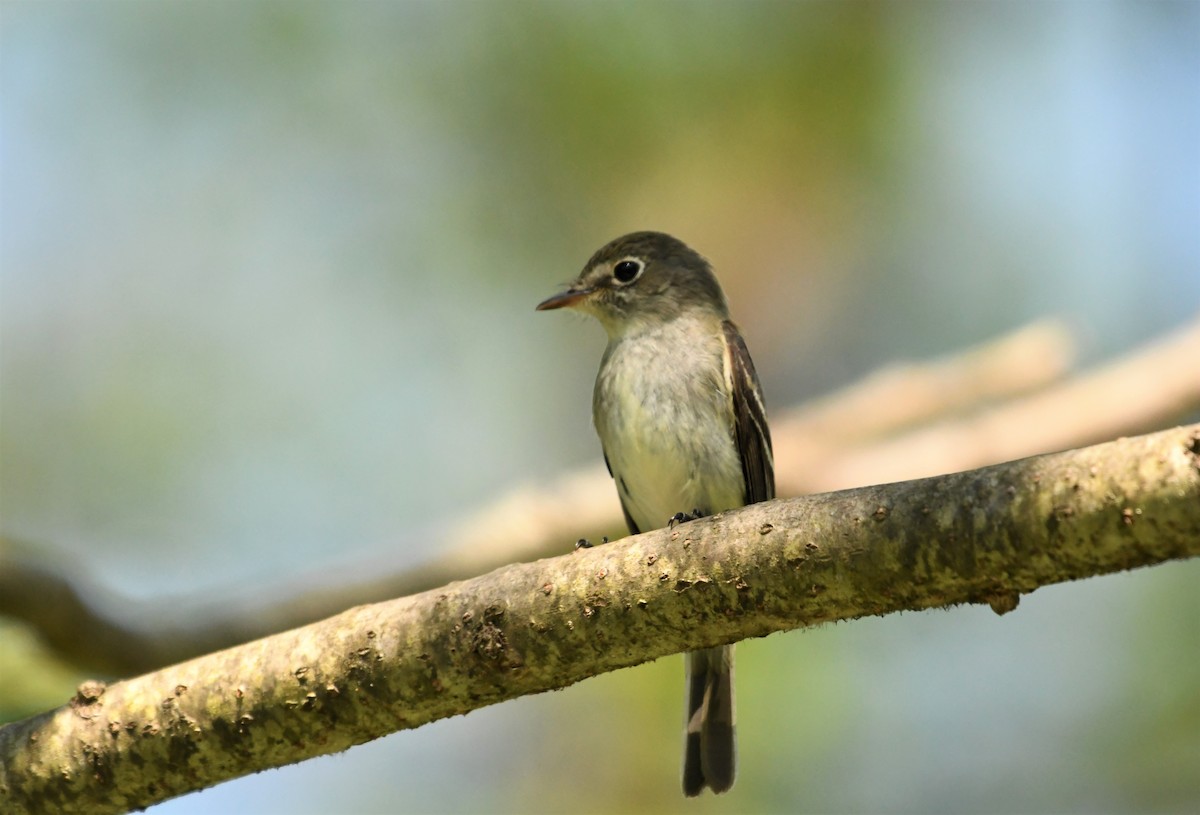 Least Flycatcher - ML449169771