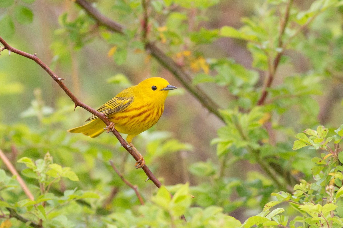 Northern Yellow Warbler - ML449169841