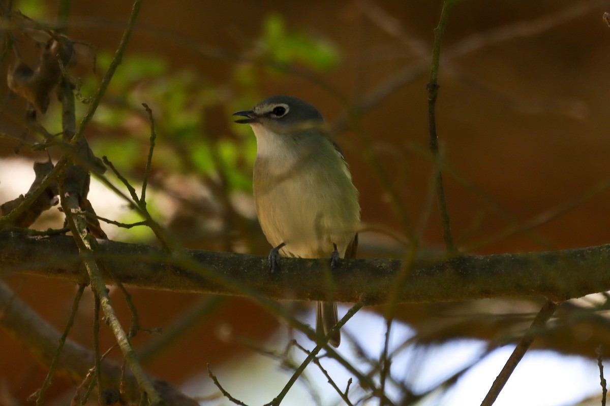 Vireo de Cassin - ML449169871