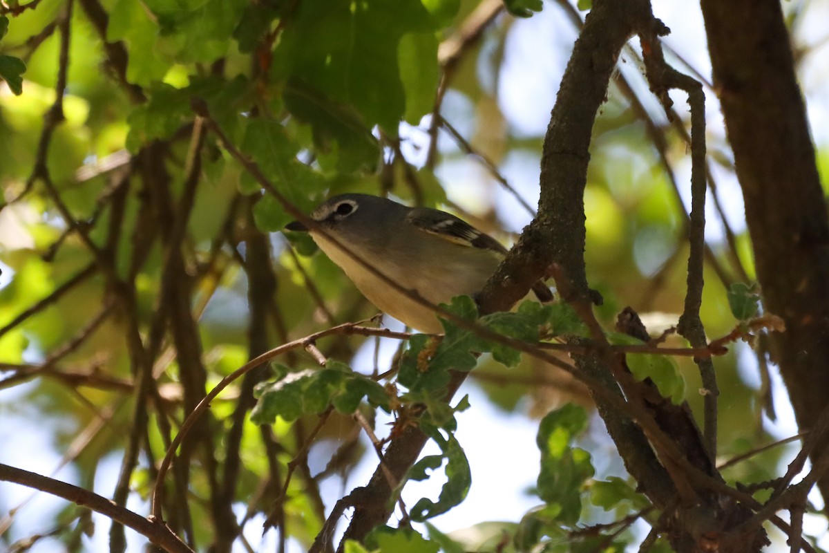 Cassin's Vireo - Madeline Wainscott