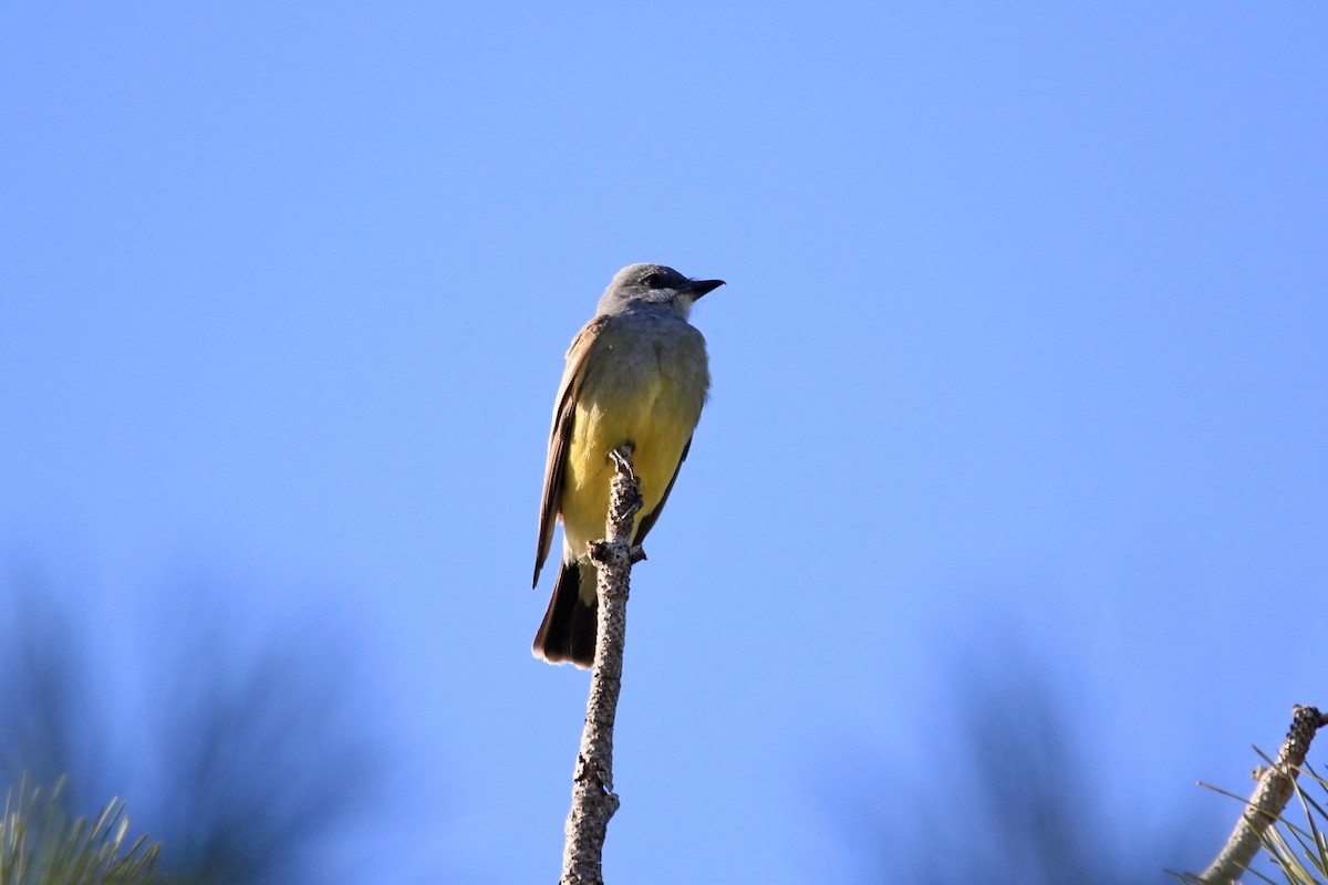Cassin's Kingbird - ML449171601